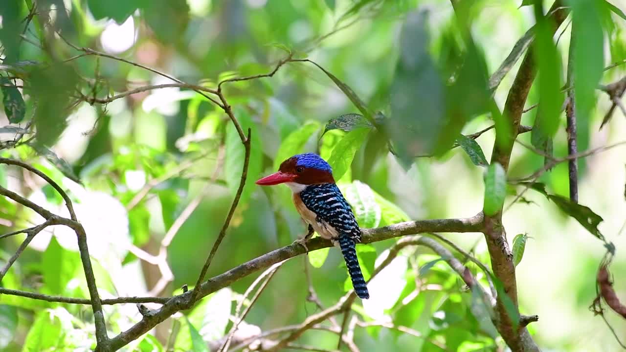un martín pescador de árboles y una de las aves más hermosas que se encuentran en tailandia dentro de las selvas tropicales