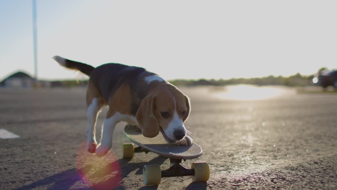 Cane beagle che va in skateboard. Ripresa ravvicinata. Rallentatore