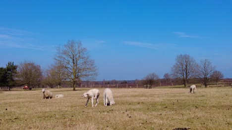 Blick-Auf-Schafe,-Die-An-Einem-Sonnigen-Tag-Mit-Blauem-Himmel-Grasland-In-Der-Veluwe-Weiden