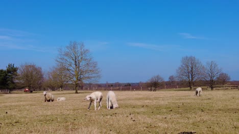 view of sheep grazing grassland at veluwe on sunny day with blue skies