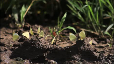 white butterflies on mud