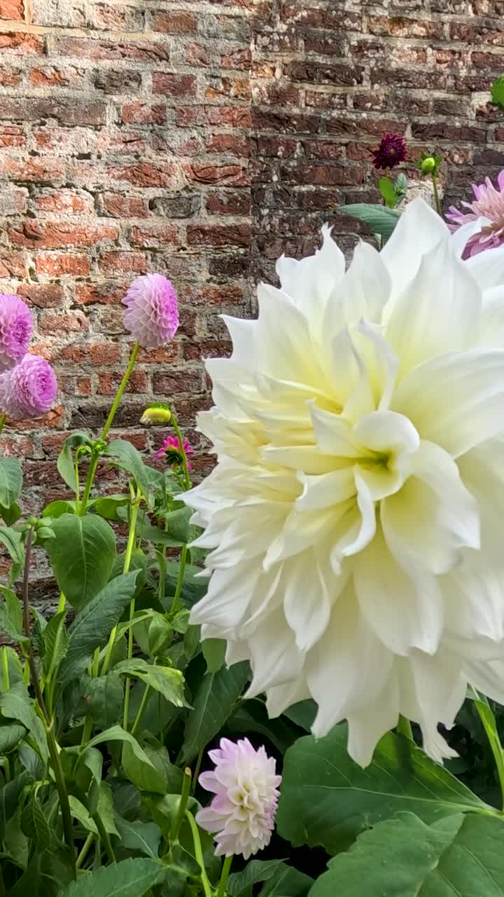 Un vivace fiore di dalia bianca ondeggia dolcemente in un giardino illuminato dal sole con sfondo in mattoni