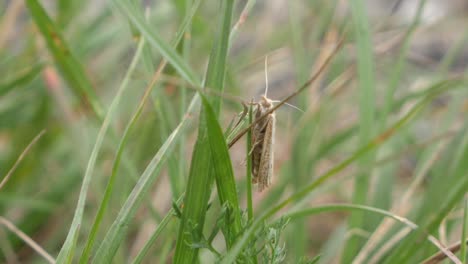 polilla salvaje sentada entre el campo de hierba durante el día y se va volando