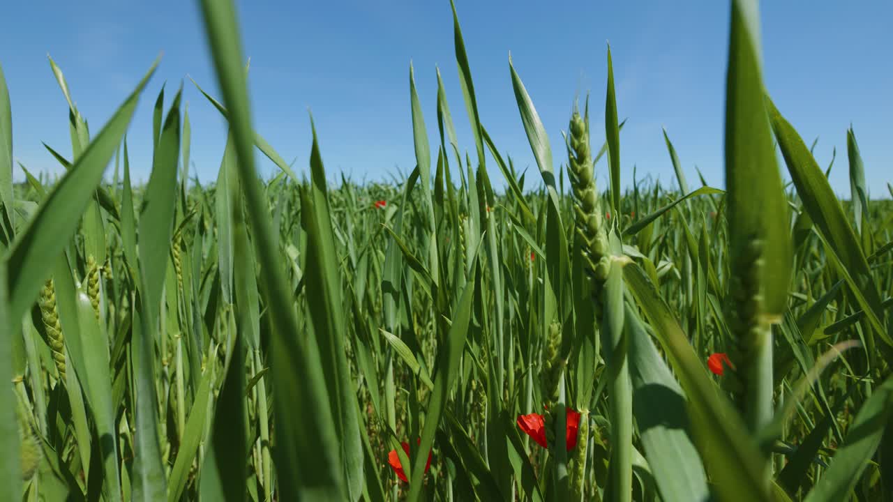espiguillas de trigo altas y exuberantes en pastizales ondeando en el viento