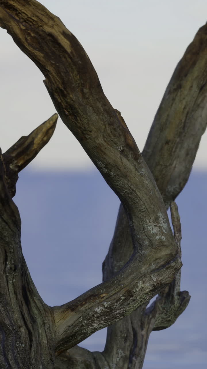 Artistic driftwood sculpture by the serene ocean at sunset