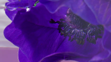 close-up of a purple anemone flower