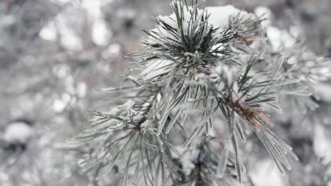 雪覆蓋的松樹樹枝, 凍結的冬天, 手持的