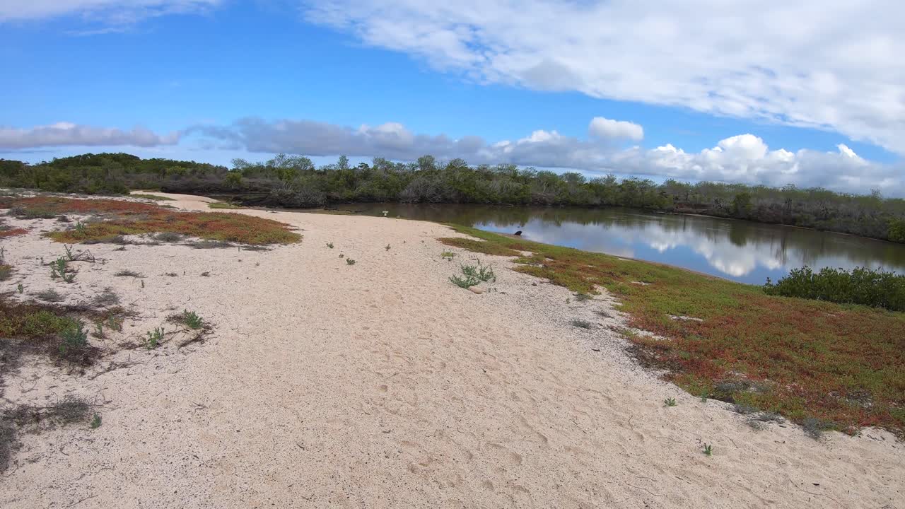 Green plants, white sand, trees and a small lake of an island in the Galapagos islands. A blue sky and white clouds on the back