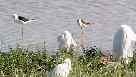 cigüeña marabú en el agua con un pájaro de pie sobre una pierna en el punto de agua en el parque nacional de nairobi, kenia