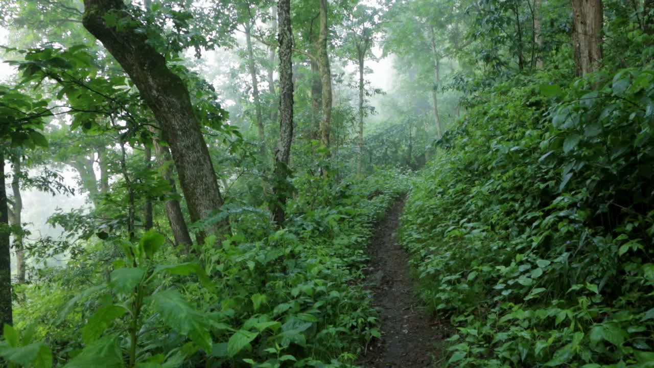 Tilt up a path through green misty forest.