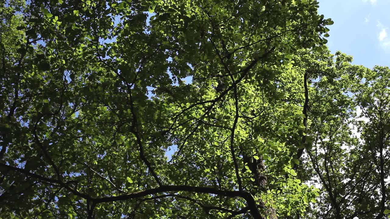 Woodland canopy in late Spring. Wyre Forest. Worcestershire. England. UK