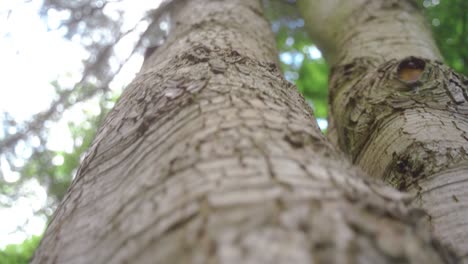 disparo de mano moviéndose hacia abajo y girando ligeramente alrededor del tronco de un árbol, sheffield, inglaterra
