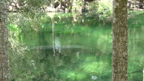 Manatee-float-down-a-stream-at-Blue-Springs-Florida