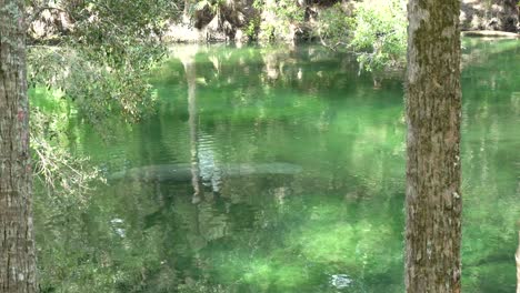 el manatí flota por un arroyo en blue springs, florida