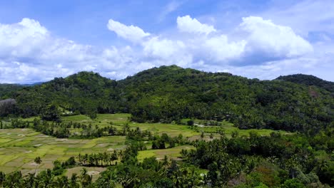 Jungle-Forest-Landscape-of-Bohol-Island,-Philippines---Aerial-on-Sunny-Day