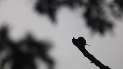 silhouette of lonely snail on tall tree branch against dark gray sky