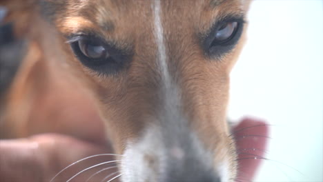 Corgi-Bañándose-En-La-Tina