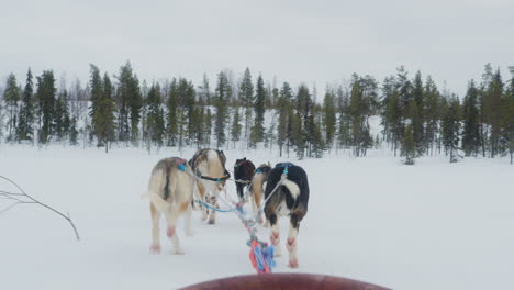 slow motion pov shot of arctic dogs pulling a sledge on a frozen lake in finnish lapland. handheld camera movement. 4k