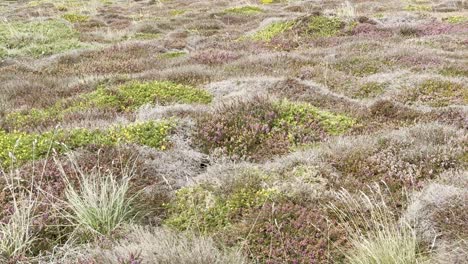 colorful heathland vegetation on the coastal moors of cornwall near penzance
