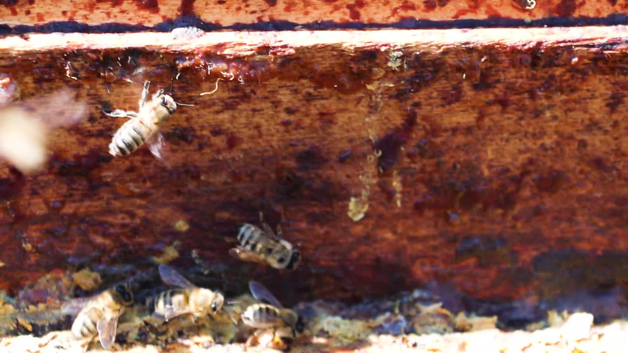 Primo piano di un'ape sul bordo di un favo di legno su sfondo scuro. Apiterapia