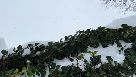 Blick-In-Den-Himmel,-Schneeflocken-Fallen-Vom-Bewölkten-Himmel-Auf-Die-Erde,-Kalte-Winterlandschaft,-Grüne-Blätter-Kleben-Am-Baumstamm,-Bedeckt-Von-Starkem-Schnee-In-Der-Winterlandschaft-Im-Hyrkanischen-Wald,-Malerischer-Hintergrund-Mit-Blick-Auf-Den-Himmel