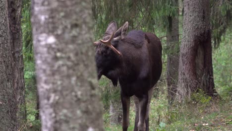 a large elk walked in the woods