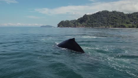 madre y bebé ballena viendo el océano de costa rica