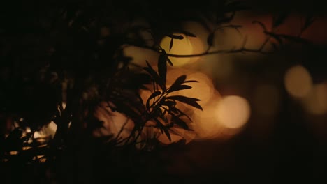 Closeup-of-plant-leaves-at-night-with-bokeh-balls-and-depth-of-field