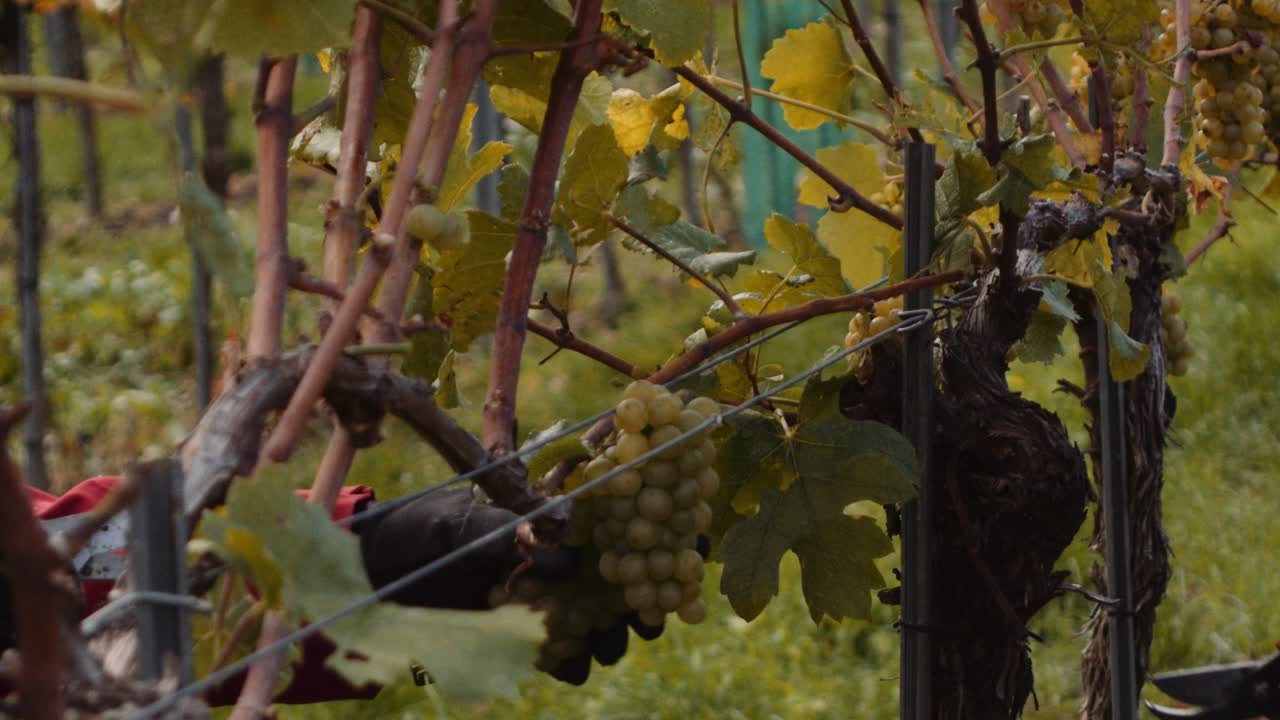 cizallas de cosecha que se utilizan para cortar racimos de uvas de vino blanco