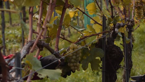 Cizallas-De-Cosecha-Que-Se-Utilizan-Para-Cortar-Racimos-De-Uvas-De-Vino-Blanco