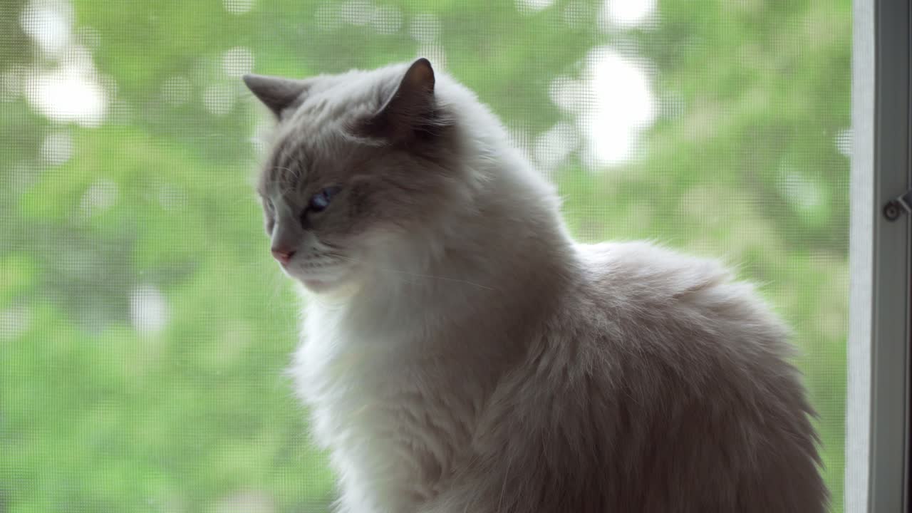 고양이 안전 스크린 클로즈업