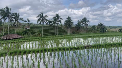 Toma-Manual-De-Campos-De-Arroz-Con-Palmeras-Al-Fondo.