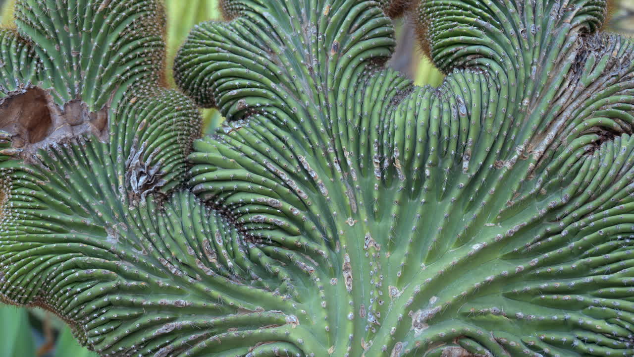 Close up of different types of cacti in a garden in Monaco