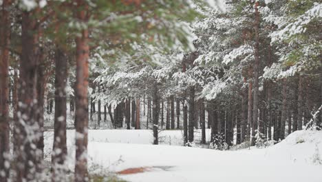 Light-snow-falls-gently-from-the-snow-covered-trees-in-the-pine-forest,-creating-a-serene-and-magical-winter-scene