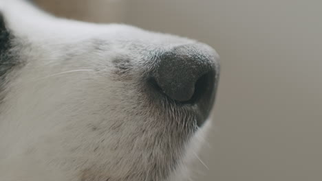 close up shot of the snout of a cute australian shepherd