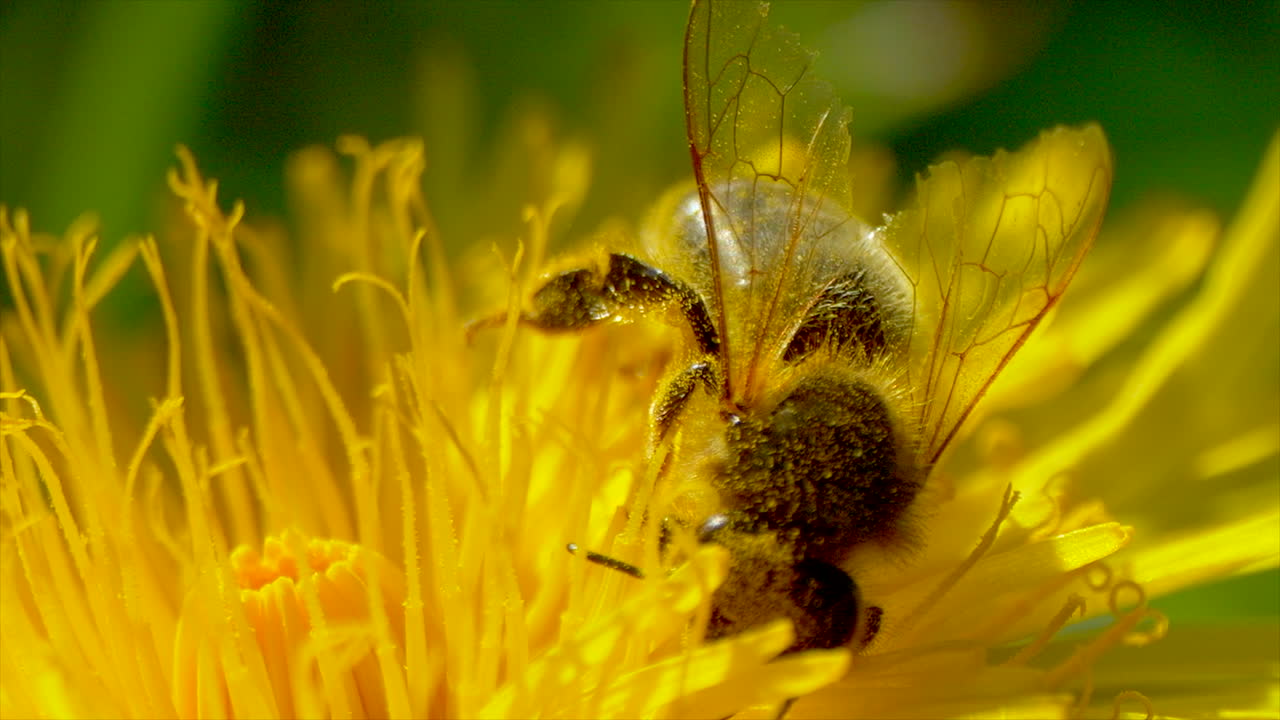 close up de la abeja que recoge el polen en la flor amarilla durante el tiempo de polinización, macro