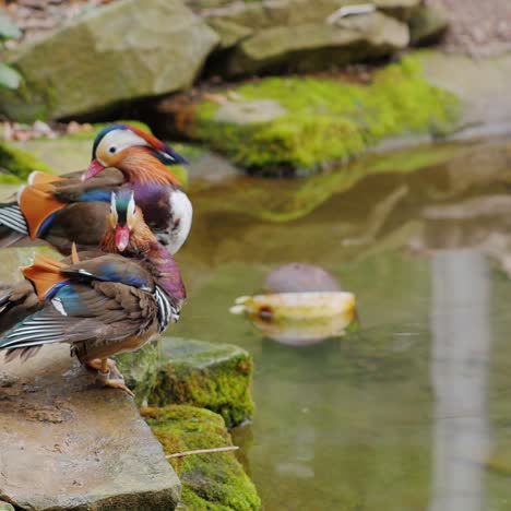 mandarin duck carefully cleans feathers