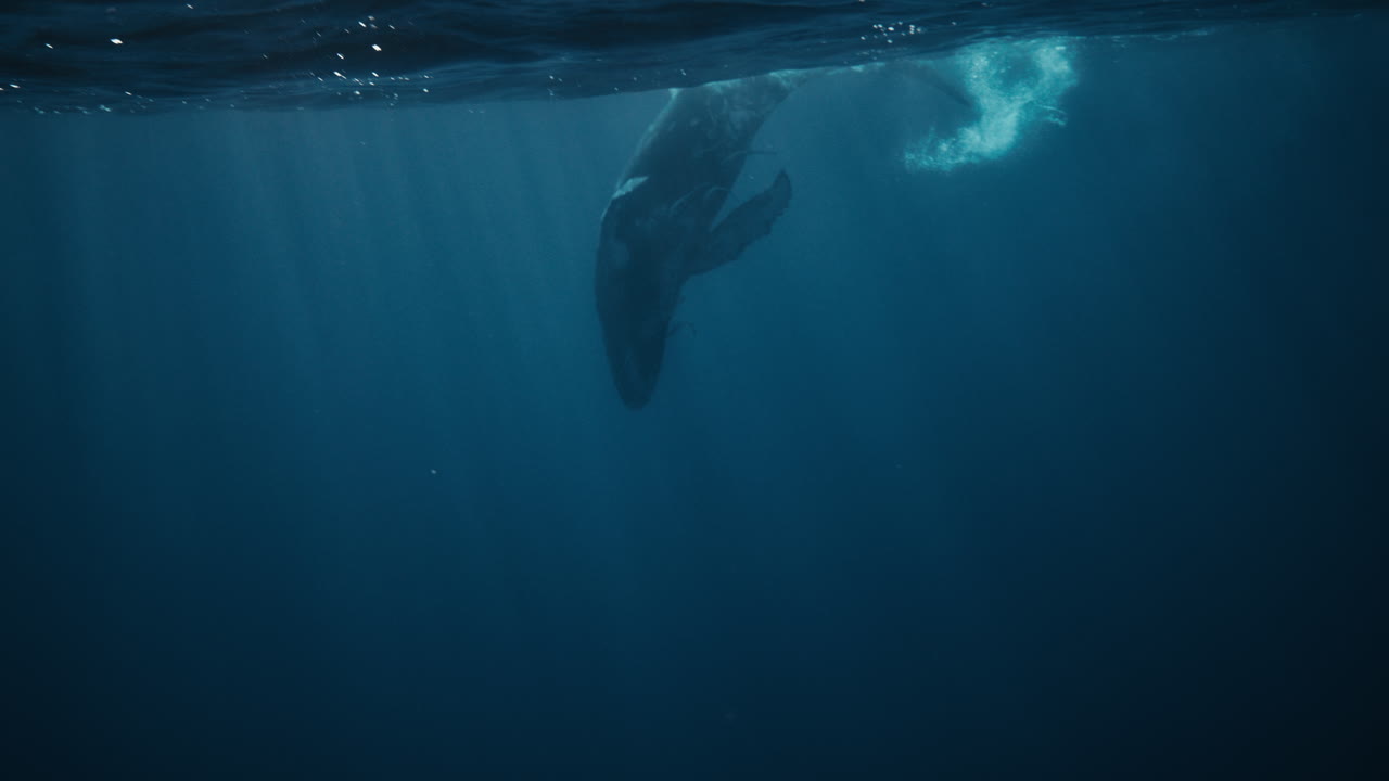 Humpback whale swimming through deep blue Pacific water, soft focus as tail dives down, slow motion