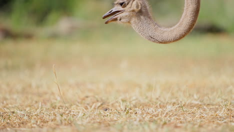 ostrich in a field