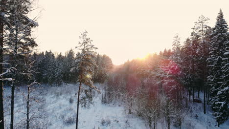 Luftflug-Eines-Winterwaldes.-Beim-Flug-über-Die-Verschneiten-Wälder-Geht-Die-Sonne-Orange-über-Den-Weißen-Bäumen-Unter