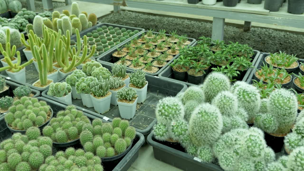 Cacti growing event greenhouse plant showcase indoor environment close-up view nature's beauty