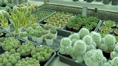 cacti growing event greenhouse plant showcase indoor environment close-up view nature's beauty