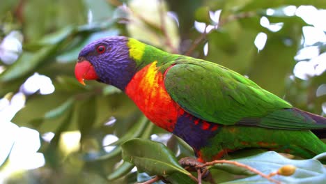 Beautiful-rainbow-lorikeets,-trichoglossus-moluccanus-with-vibrant-colourful-plumage-perching-on-the-tree-branch-in-its-natural-habitat,-wondering-around-the-surroundings-and-slowly-turn-around