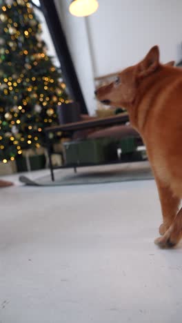 perro spitz finlandés en una acogedora casa decorada con navidad