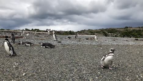 walking with the penguins by the beach, summer of martillo island, ushuaia, argentina