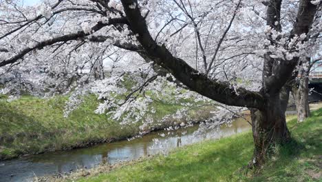 Landschaftsansicht-Des-Sakura-Blumenparks-Mit-Kleinem-Kanal-Im-Frühling,-Volle-Blüte-Der-Sakura-Blumensaison,-Kannonji-Fluss-In-Fukushima-–-Hanami-Blumensaison-–-4K-UHD-Videofilm