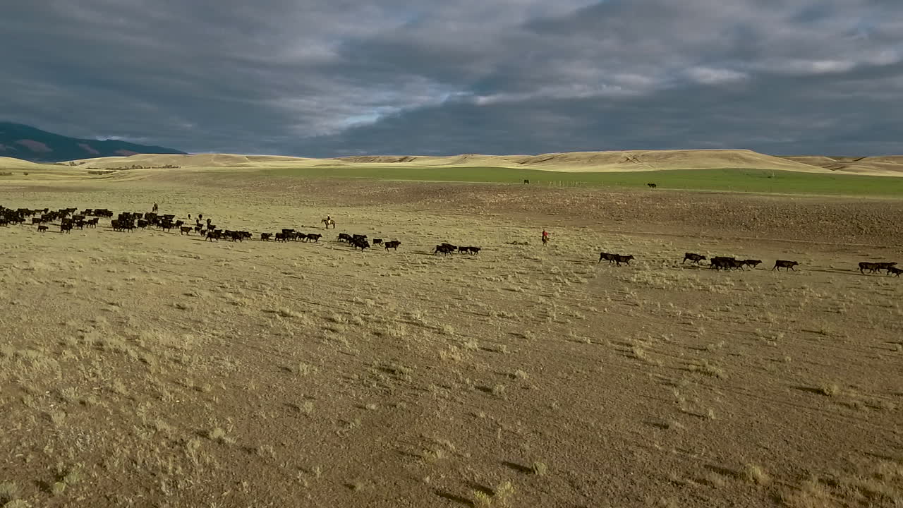 increíble antena sobre un arreo de ganado occidental en las llanuras de montana 3