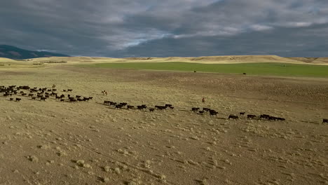 amazing aerial over a western cattle drive on the plains of montana 3