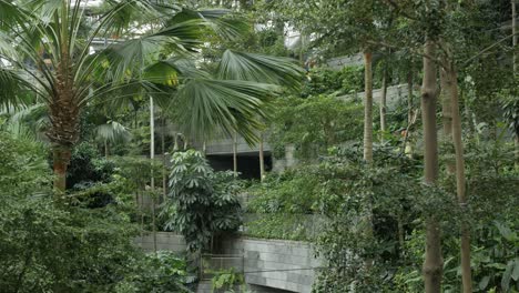 Umweltschutz-Im-Innengarten-Des-Tropischen-Regenwaldes
