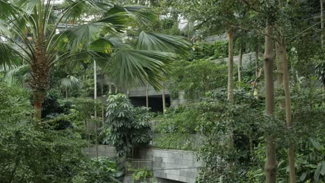 tropical rainforest indoor garden environmental conservation